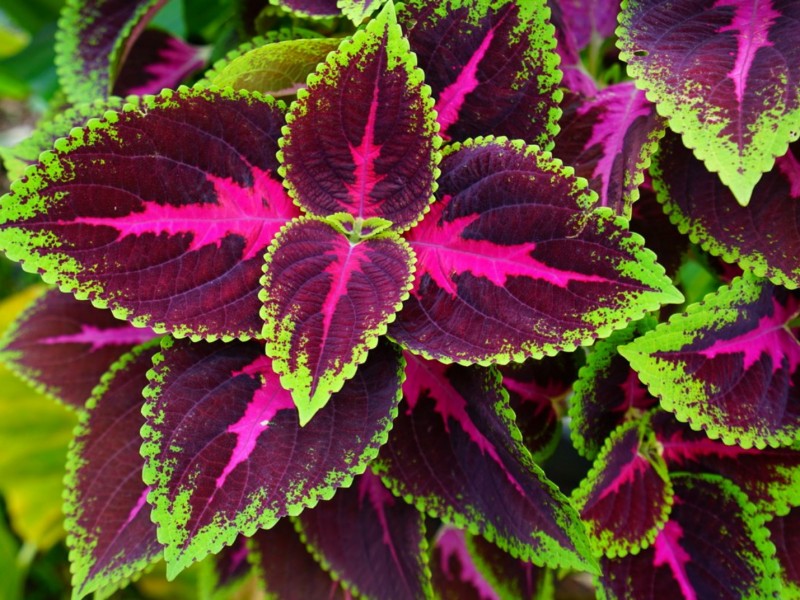 Контрасти з кольорових листя на клумбі – розкішний колеус